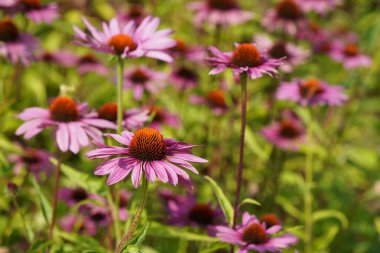 Mor koni çiçekleri veya Echinacea purpurea