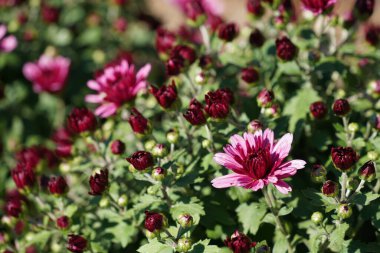 Çiçekçinin papatya ya da kasımpatı morfolium çiçeklerine yakından bakın.