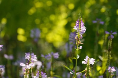 Güzel İtaatkar bitki ya da Physostegia virginiana 'nın yakın görüntüsü