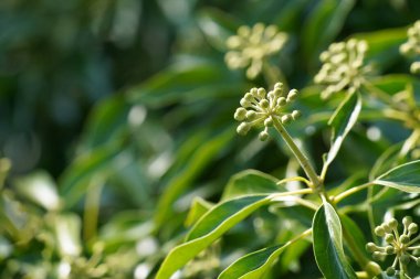 Bulanık arkaplanda yeşil bitkiyi kapat 