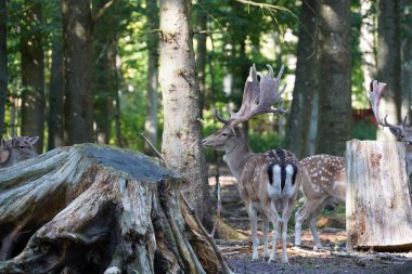 Gündüz vakti güz ormanlarında geyik