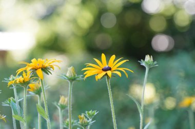 Turuncu koni çiçekleri veya Rudbeckia fulgida Prairie olarak da bilinir, Siyah gözlü Susan