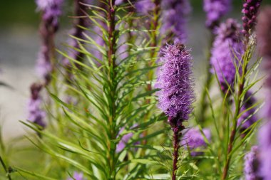Longleaf Speedwell veya Veronica Longifolia