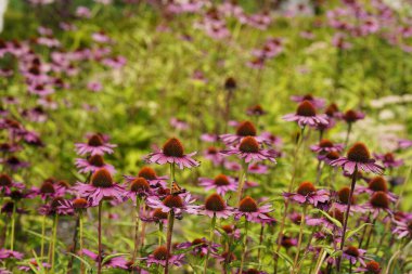 Mor koni çiçekleri veya Echinacea purpurea