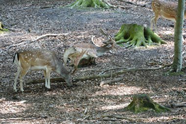 Gündüz vakti güz ormanlarında geyik