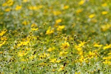 Turuncu koni çiçekleri veya Rudbeckia fulgida Prairie olarak da bilinir, Siyah gözlü Susan