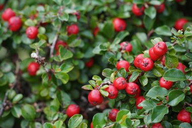 Olgun kırmızı böğürtlenlerden oluşan taş püskürtme kronometresinin yakın görüntüsü
