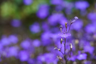 Güzel çiçeklere yakın, seçici odaklanma
