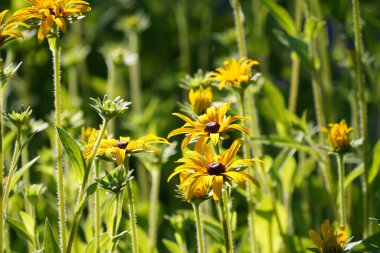 Turuncu koni çiçekleri veya Rudbeckia fulgida Prairie olarak da bilinir, Siyah gözlü Susan