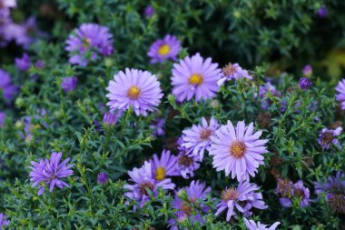 Alp Aster, Aster Alpinus. Mor çiçekli dekoratif bahçe.