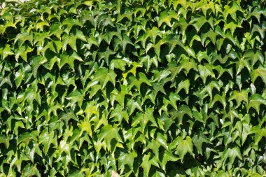 Güneş ışığında parlak yeşil yapraklar. Çiçek deseni 