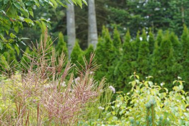 Doğadaki Çin gümüşi çimlerine yakından bakın.