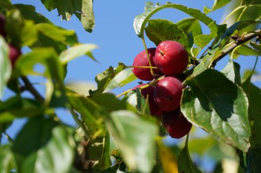 Tesisat yaprağı yaban elması veya Malus prunifolisi