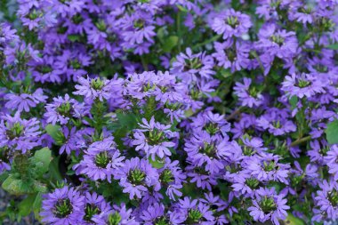 Mor Peri hayran çiçekleri veya Scaevola aemula 'nın yakın görüntüsü