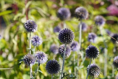 Güney Globethistle veya Echinops ritro Küçük Dünya devedikeni olarak da bilinir.