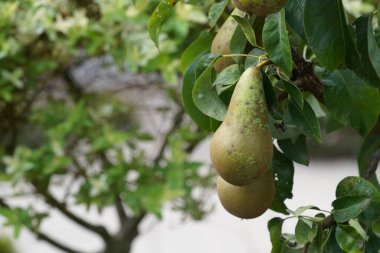 Bahçede yetişen armutlar