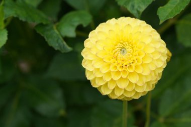 Dahlia Melezlerinin Çiçekleri 'nin güzel manzarası