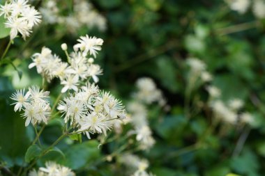 Küçük bırakılmış kireç ya da Tilia kordata, küçük lüle