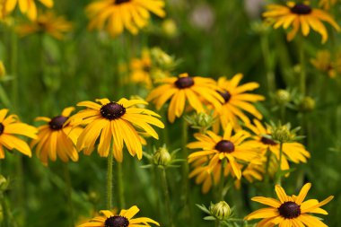 Turuncu koni sakızı ya da Rudbeckia fulgida olarak da bilinir, Prairie, siyah gözlü susan
