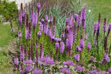 Longleaf Speedwell veya Veronica Longifolia