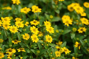 Meksikalı sürünen çinnia sarı çiçekleri. Sanvitalia procumbens