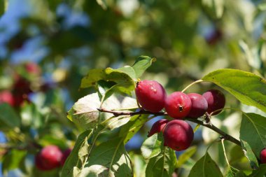 Tesisat yaprağı yaban elması veya Malus prunifolisi