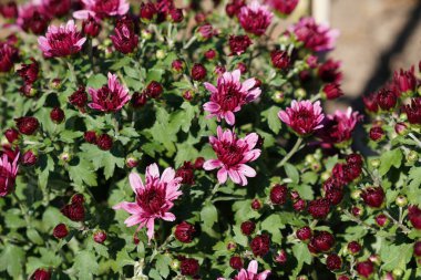 Çiçekçinin papatyası ya da yaz bahçesindeki kasımpatı morfolium.