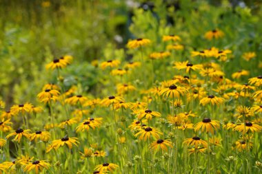 Turuncu koni sakızı ya da Rudbeckia fulgida olarak da bilinir, Prairie, siyah gözlü susan