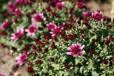 Çiçekçinin papatyası ya da yaz bahçesindeki kasımpatı morfolium.