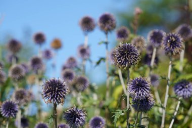 Güney Globethistle veya Echinops ritro Küçük Dünya devedikeni olarak da bilinir.