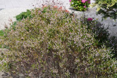 Parkta mor bir fundanın çalısı 