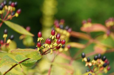 Bulanık arkaplanda böğürtlen bulunan bir bitki dalını kapat 