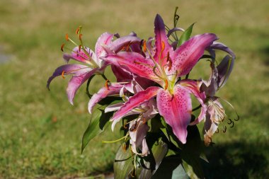 Yaz mevsiminde pembe ya da Hemerocallis fulva çiçekleri