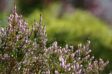Bahçedeki mor bir fundanın çalılığına yakın çekim