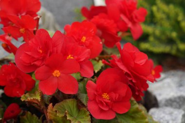 Tüberküloz begonyası ya da Begonya veremlisi kırmızı çiçeklerinin yakın çekim görüntüsü 