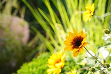 Turuncu koni çiçekleri veya Rudbeckia fulgida Prairie olarak da bilinir, Siyah gözlü Susan