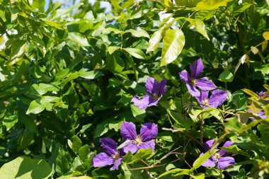 İtalyan deri çiçekleri veya Clematis viticella 
