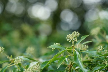 Bulanık arkaplanda yeşil bitkiyi kapat 