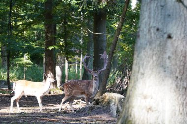 Gündüz vakti güz ormanlarında geyik