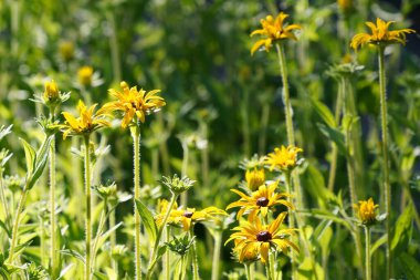 Turuncu koni çiçekleri veya Rudbeckia fulgida Prairie olarak da bilinir, Siyah gözlü Susan