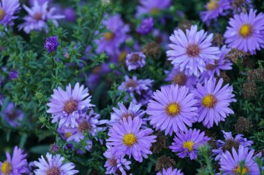 Alp Aster, Aster Alpinus. Mor çiçekli dekoratif bahçe.
