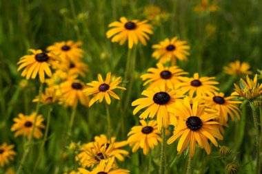 Turuncu koni sakızı ya da Rudbeckia fulgida olarak da bilinir, Prairie, siyah gözlü susan