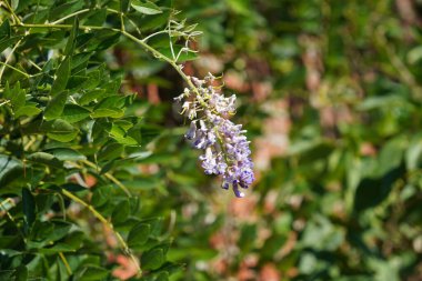 Amerikan Wisteria çiçeklerinin doğal çekimi.