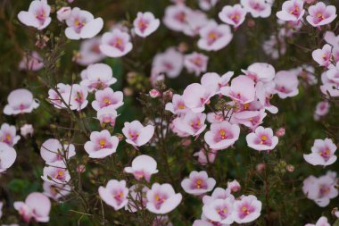 Gelinin eyeri ya da Twinspur olarak da bilinen Diascia rigescens