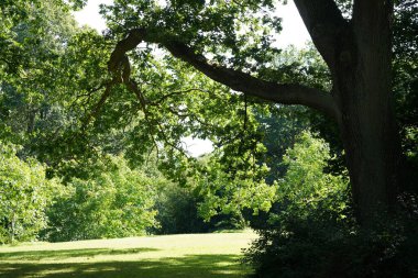 Parktaki güzel yeşil bitkiler