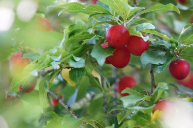 Ağaçta sallanan olgun kırmızı eriklere yakın. 