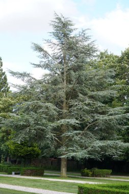 Parktaki güzel yeşil bitkiler