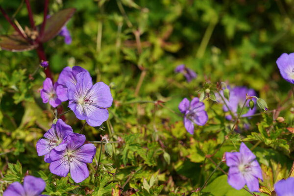 Кровавый черепаховый клюв или гераниевый сангинеум