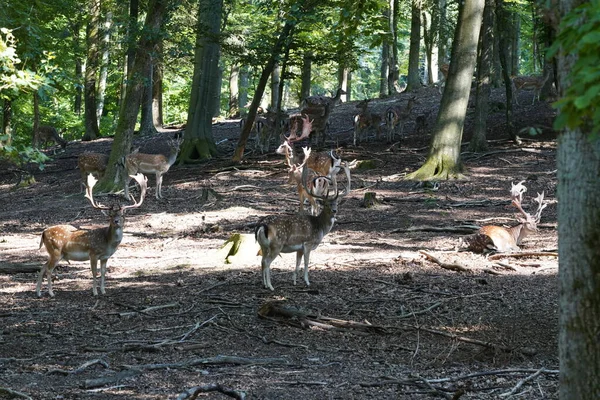 Cerfs Dans Forêt Automnale Jour — Photo