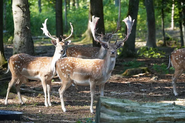 stock image Deer in autumnal forest at daytime